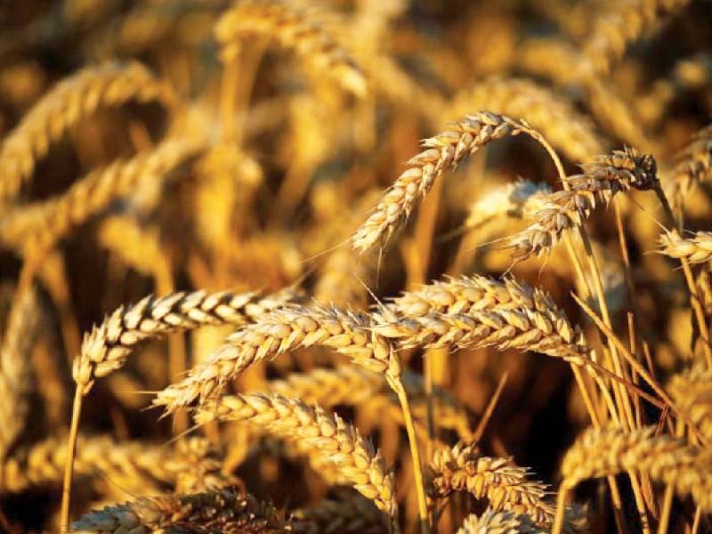 Wheat Import During Interim Setup Being Probed NA Told 49502
