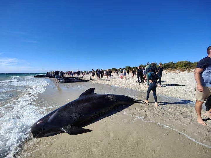 More Than 100 Pilot Whales Stranded In Western Australia Experts Say 49531