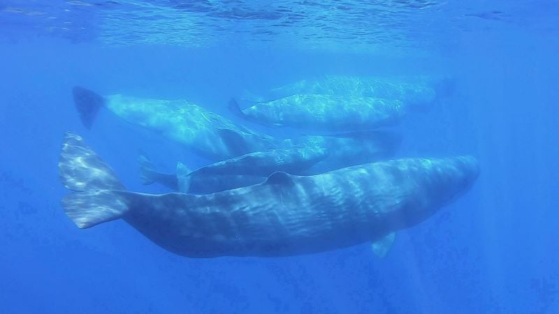 Scientists Document Remarkable Sperm Whale Phonetic Alphabet 50128