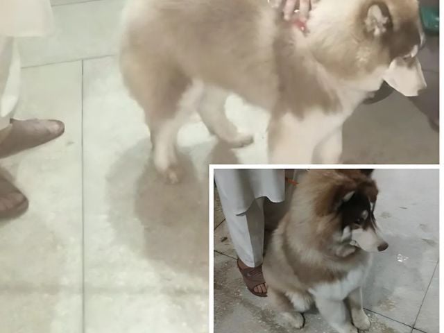 Cop Among Thieves Arrested For Stealing Rare Breed Dog In Peshawar 67149 Cop Among Thieves Arrested For Stealing Rare Breed Dog In Peshawar 67149