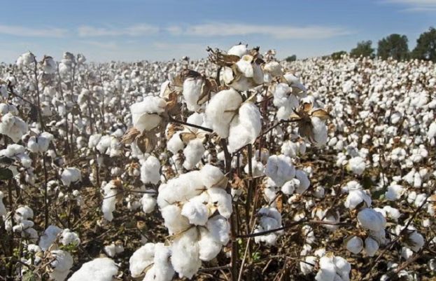 Cotton Crop Withstands Impact Of Floods And Rains 73497