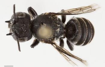 Australian Researchers Identify New Lucifer Species Of Bee 74336
