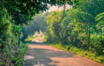 Punjab Enforces Complete Ban On Tree Cutting 75956